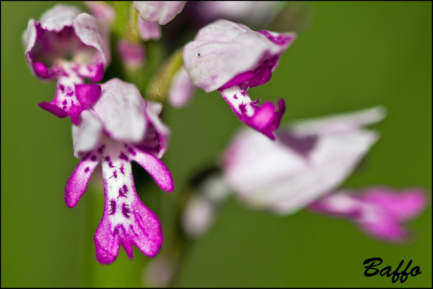 Orchis militaris